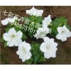 你要的！ 矮牽牛批發【贊】青州矮牽?！就扑]】山西矮牽牛
