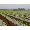 想買具有口碑的玉米地膜，就到南寧市晟和興塑膠   |貴州農用地膜