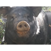 黑豬哪里賣，優惠的黑豬鐵嶺哪里有