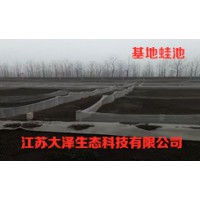 稻蛙混養技術免費加盟，湖南推薦青蛙養殖【江蘇大澤科技】
